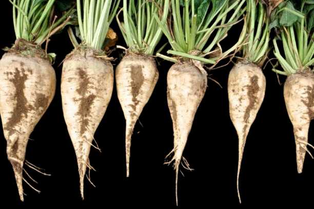 Vegetable Name in english and Hindi